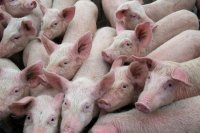 African Swine Fever: Causes, Symptoms, Transmission, and Prevention
